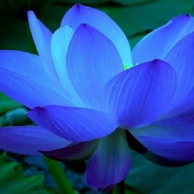 blue lotus.jpg