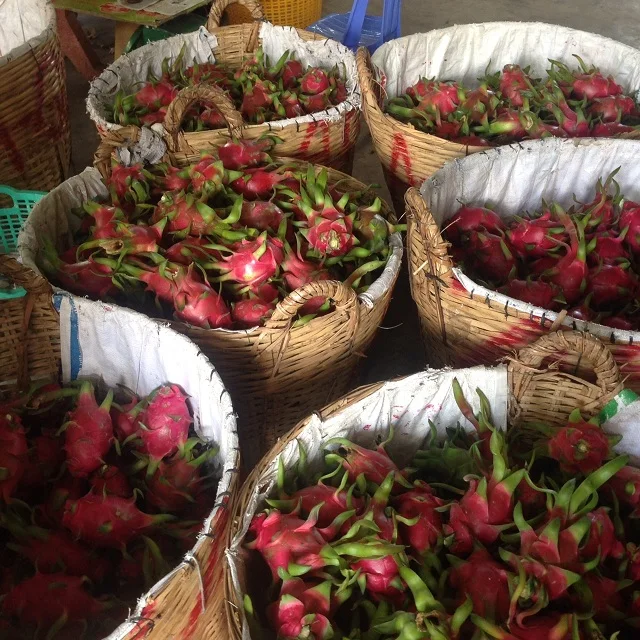 
DRAGON FRUITS FOR EXPORT/ BEST QUALITY 