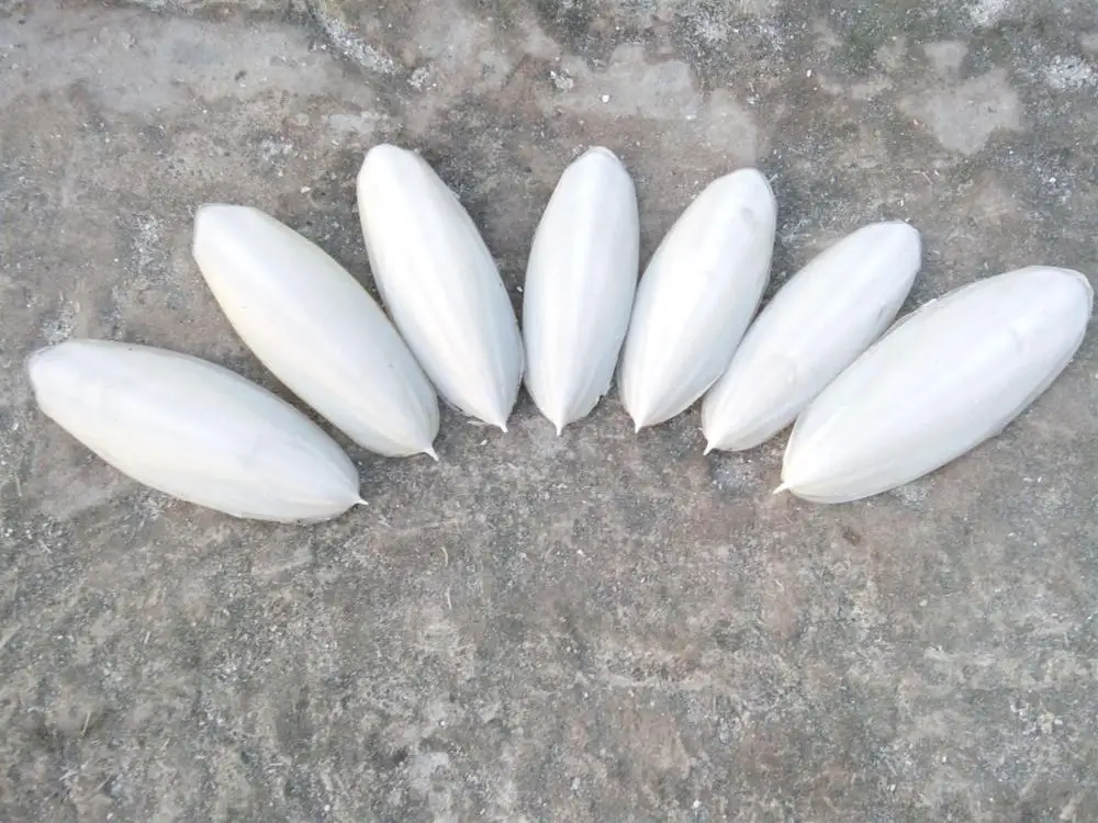 
CUTTLE FISH BONE/ CUTTLEFISH BONE/ CUTTLEBONE FOR BIRD/ +84 396986490 