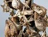 Good Quality Dry Stock Fish Head and Cod from Norway