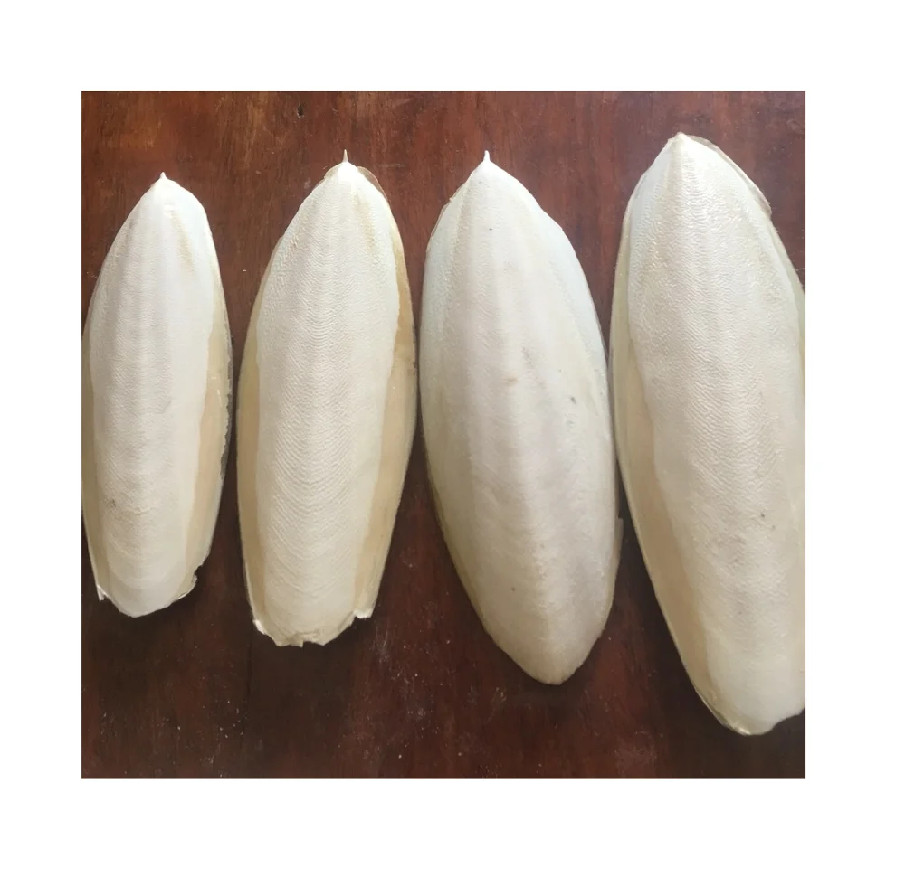 
Exported standard Dried Cuttlefish bone/ cuttlefish from Vietnam ( MS.HOLIDAY Whatsapp  84 845 639 639) 