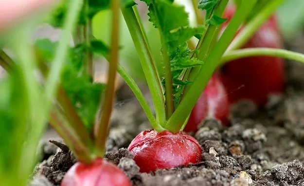 red turnip/ viet nam radish red/ fresh radish red/ whatsapp