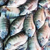 Bulk Packaging and 24 months Shelf Life Frozen Round Scad Fish
