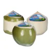 Fresh Coconut - Whole Nut - Vietnam Origin