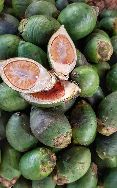 frozen/raw/slice betel nut/areca nuts- wholesaler from vietnam