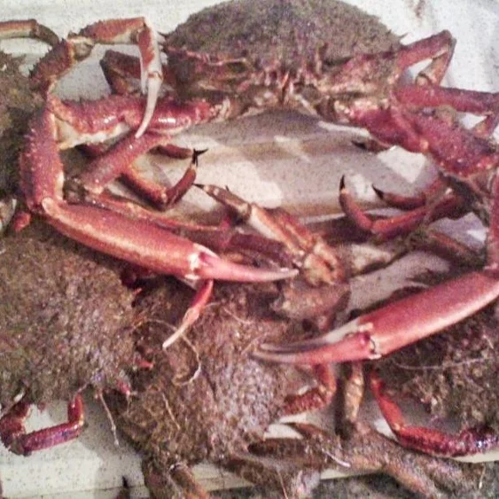
High Quality olig KING CRAB Whole Live crab Morocco for wholesale 