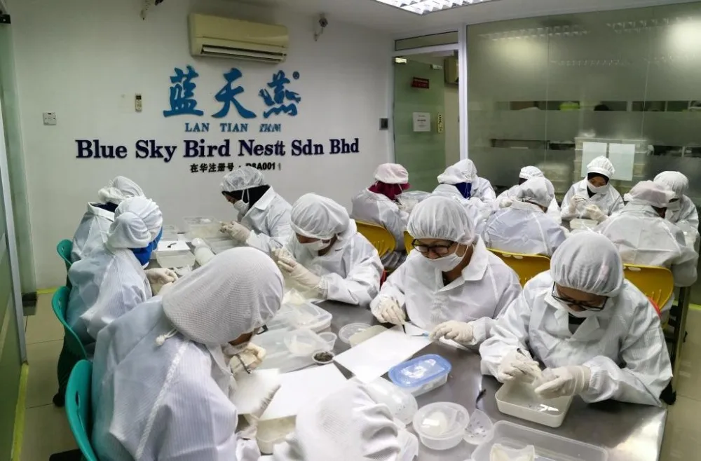 Malaysia Best Grade Of Edible Bird Nest Stripe Nest Buy Bird Nest