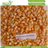 New Crop of Small Round Yellow Maize