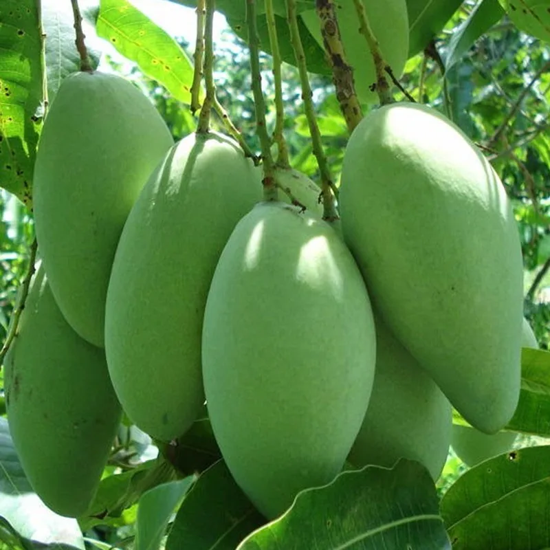 Mango viii.jpg