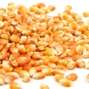 APEDA Certified Best Quality Maize Feed Grade
