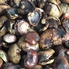 Cashew nut shell residue/ Cashew shell / best price whatsapp +84 845639639