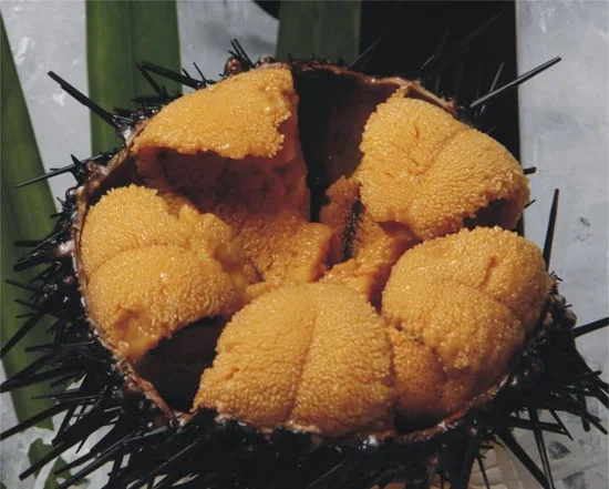 
frozen sea urchin 