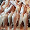 Frozen Japanese Threadfin bream/ Sea bream (Nemipterus japonicus)