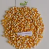 Corn/Maize