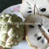 Fresh Custard Apple with high quality and best price