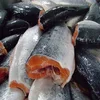 High Quality Fresh / Frozen Atlantic Salmon Fish For Sale