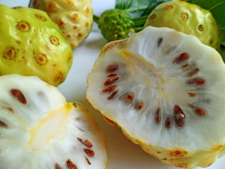 100% Organic Noni Fruit/ Noni Powder Price/ Whatsapp +84 845 639 639 - Ms.holida