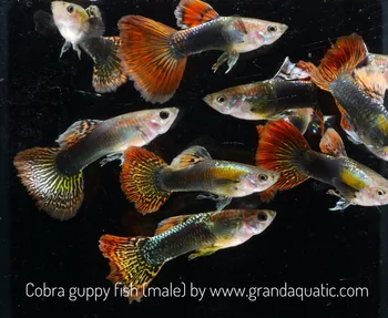 Cobra Guppy Pour Poissons Daquarium Deau Douce Société Dexportation De Thaïlande Buy Poisson Aquatiquepoisson Guppypoisson Tropical Product On