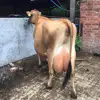 Jersey Cow Available In Stock