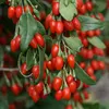 Convertional Goji Berries and Certified Organic Goji