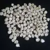 dried white corn/maize from india