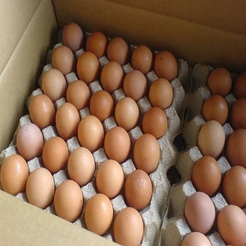 Chicken eggs 2.jpg
