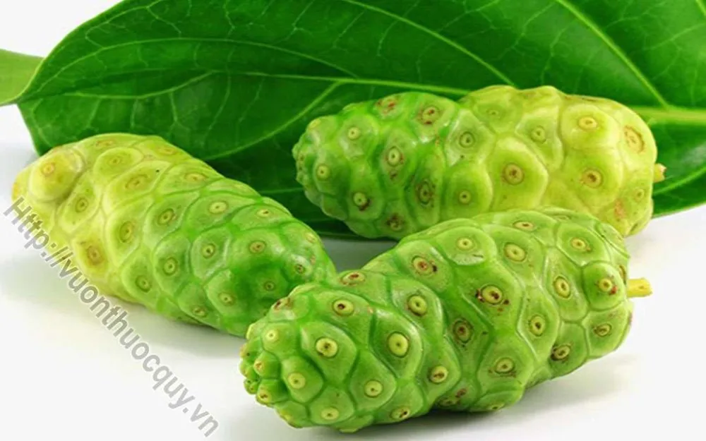 Viet Nam Fresh_dried Noni Leaf_ Noni Leaves /+84845639639 Buy Noni