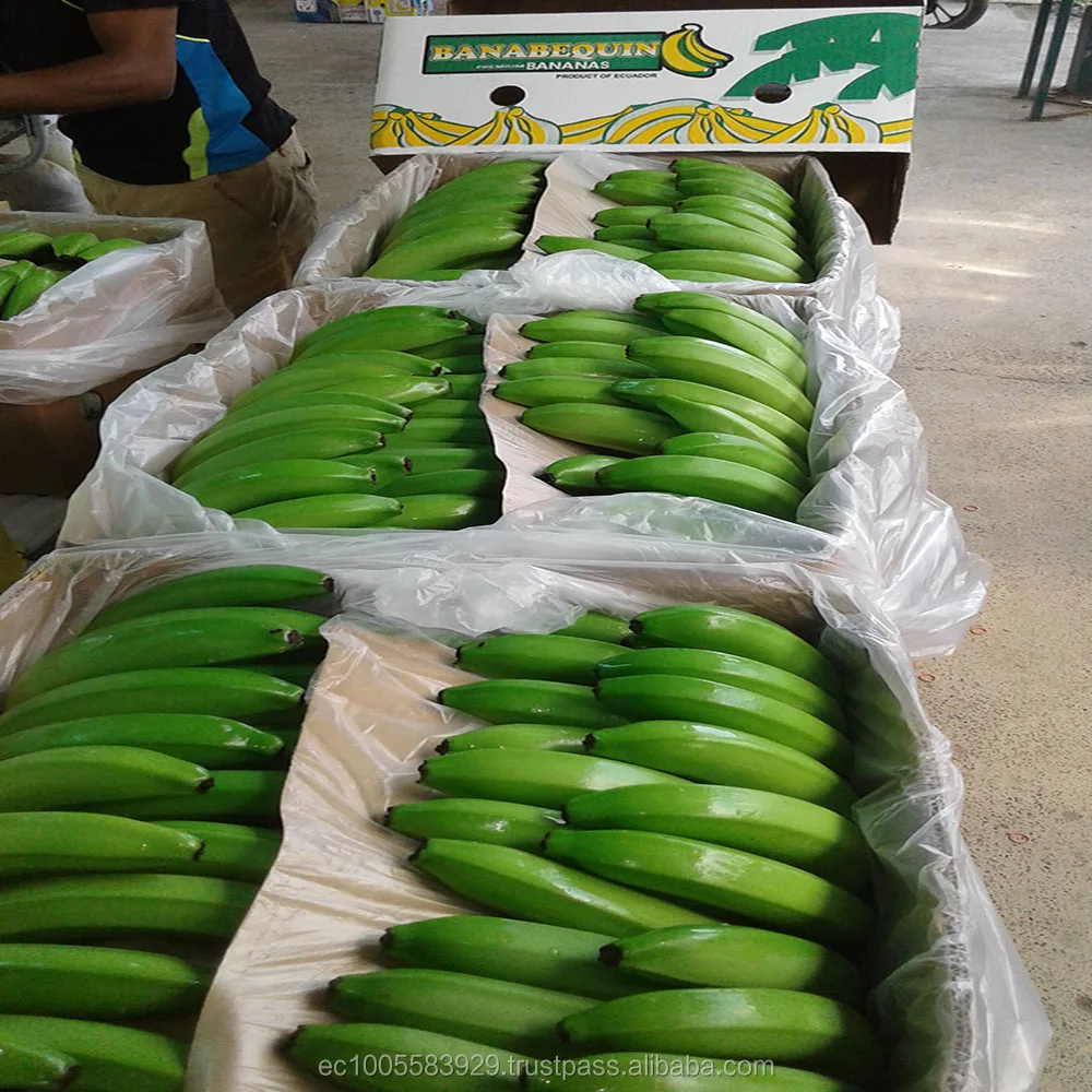 
BANANAS FROM ECUADOR...Ready for your success market!!! 
