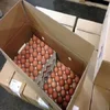 /product-detail/farm-fresh-chicken-table-eggs-brown-and-white-shell-chicken-eggs-fresh-fertile-chicken-eggs-price-50046278969.html