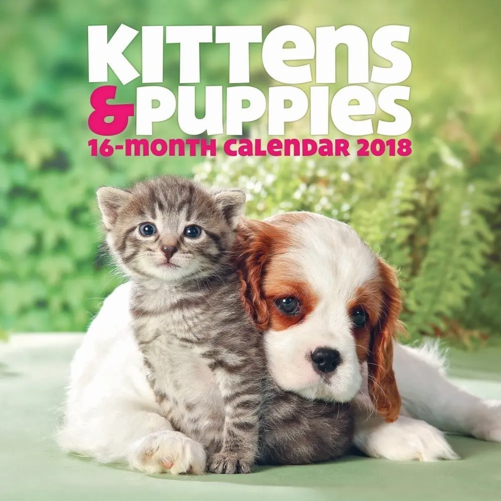 Buy Kittens And Puppies Wallpaper Border Pink In Cheap Price On M