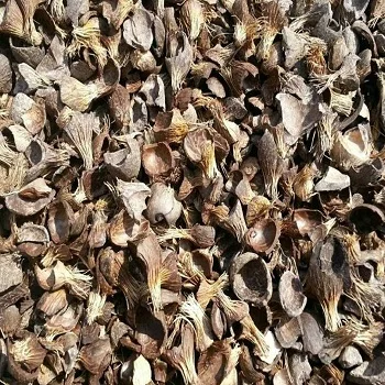 Palm Kernel Shell (1).jpg