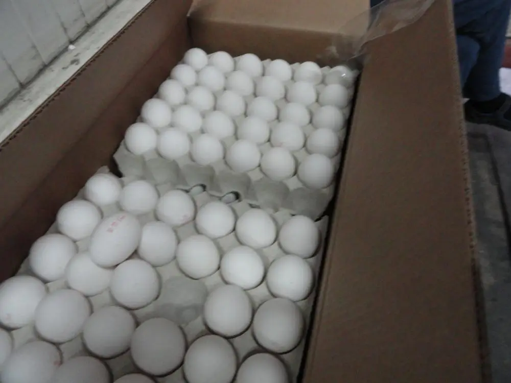 
Ukrainian/ Grade A Fresh Chicken Table Eggs/Brown/White/All sizes 