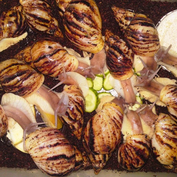 
Large Quantity Of Live Giant African Land Snails For Sale. 