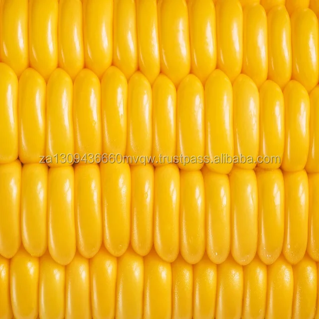 corn 4.jpg