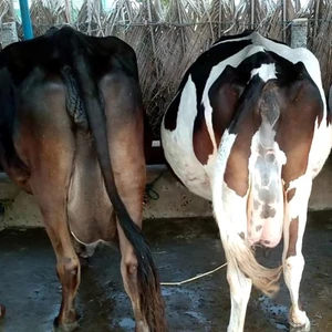 Cow Sale Cow Sale Suppliers And Manufacturers At Alibaba Com