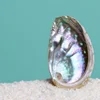 ABALONE SHELLS - FRESH ABALONE - HIGH QUALITy - GOOD PRICE/ Whatsapp: +84-845-639-639