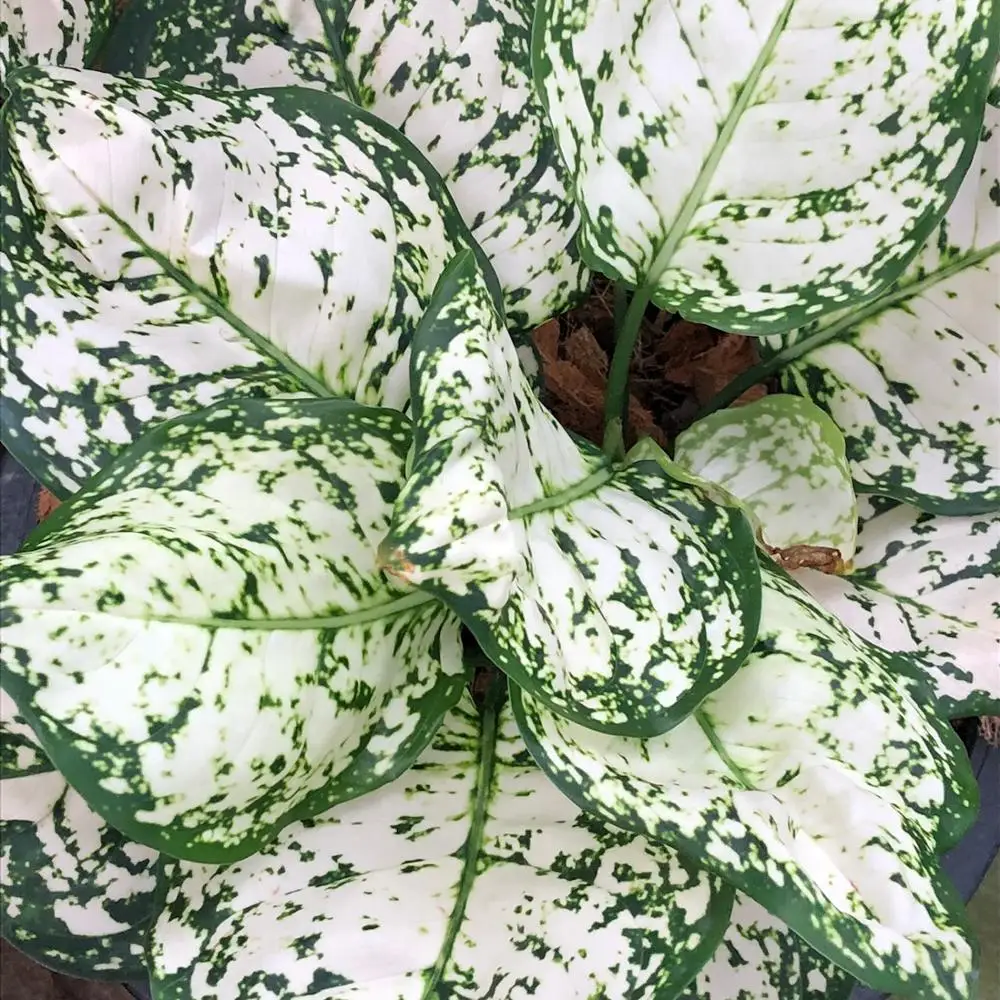 
Wholesale Aglaonema Pot Plant in Thailand Best Price Try us!! 