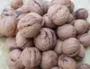 BEST GRADE ORGANIC RAW WALNUT AND WALNUT KERNEL ,LOW PRICE