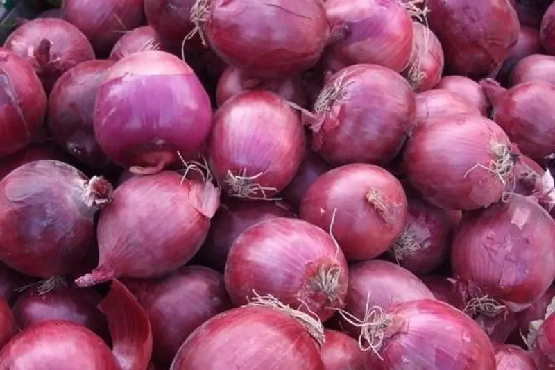 market onions prices export to dubai market