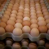 /product-detail/brown-white-shells-fresh-table-chicken-eggs-50045051960.html