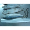 Frozen Sardine Fish - Frozen Sardine Fish Export Quality