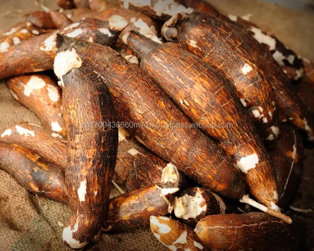 Fresh Cassava / Tapioca / Manioc / Yucca Roots / Casabe Export From South Africa Buy Iqf