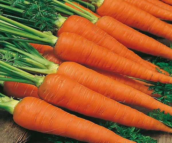 wholesale sell fresh carrot/fresh carrot