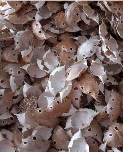 
Dried crab shell for sales, material for animal feed with high quality from Vietnam 