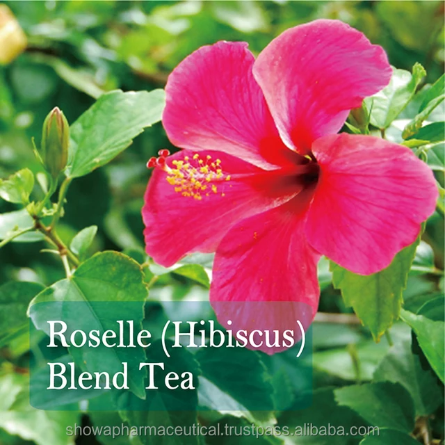 hibiscus ice flower tea roselle herbal slimming weight loss