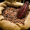 Grade A Cocoa Beans Dry Raw Natural