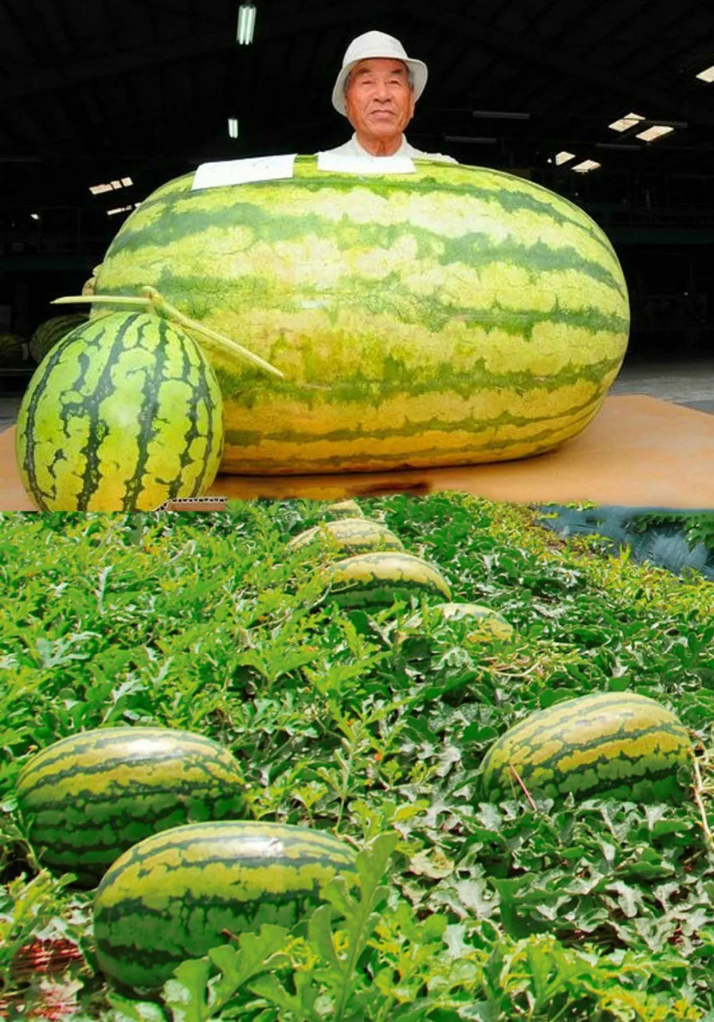 Самые большие пребольшие. Giant Watermelon 'Iwanaga giant' f1 Seeds.