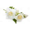 Natural Jasmine Oil For Aromatherapy / SPA
