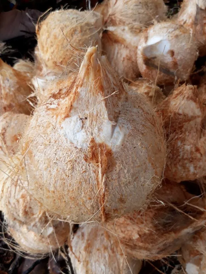 fully de-husked mature coconut/semi husk coconut cheap price