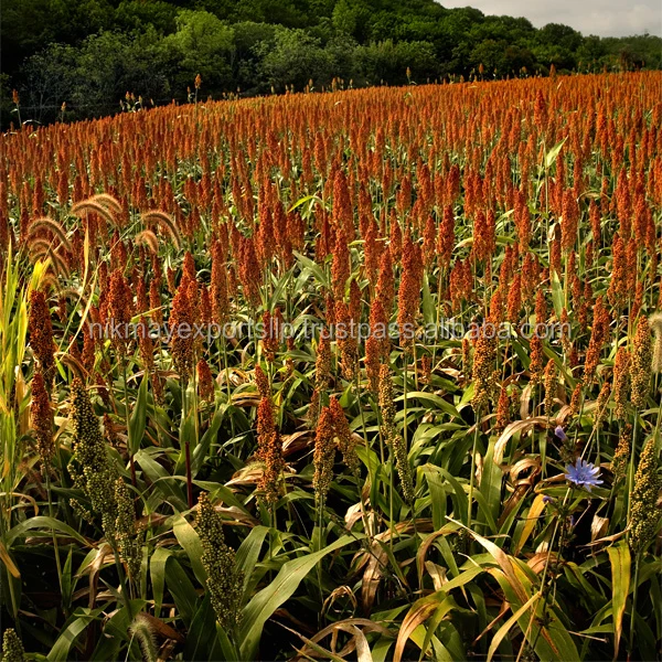 RED MILLET 2
